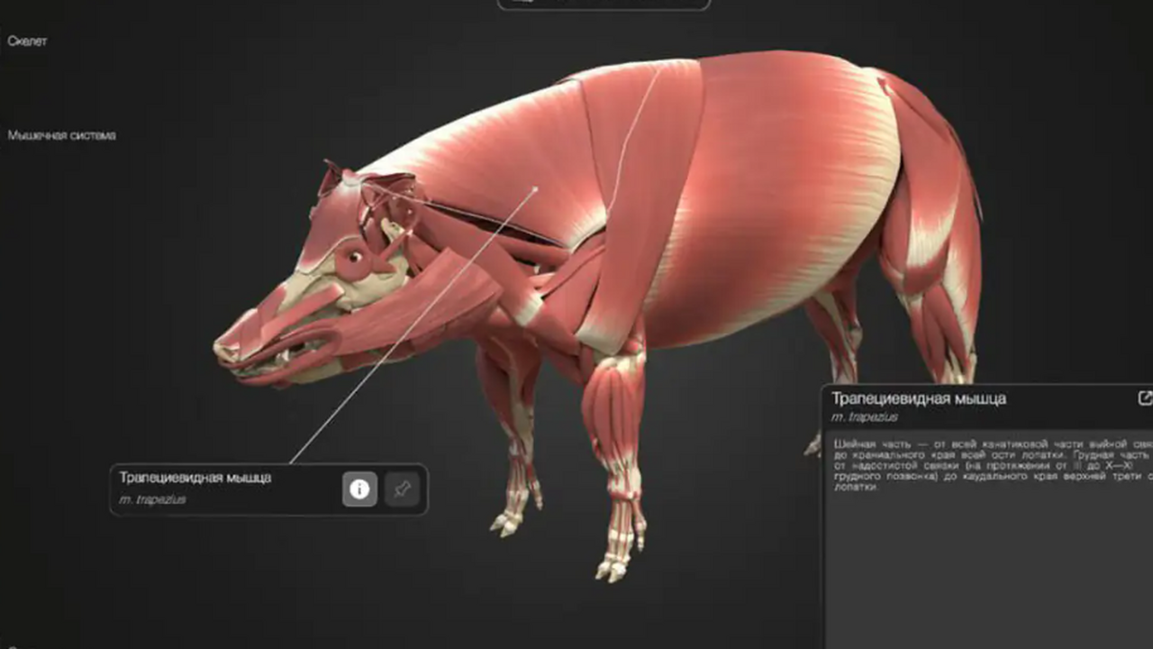 Самарский государственный медицинский университ...