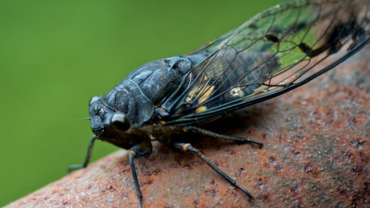 Греческие исследователи описали уникальный случ...