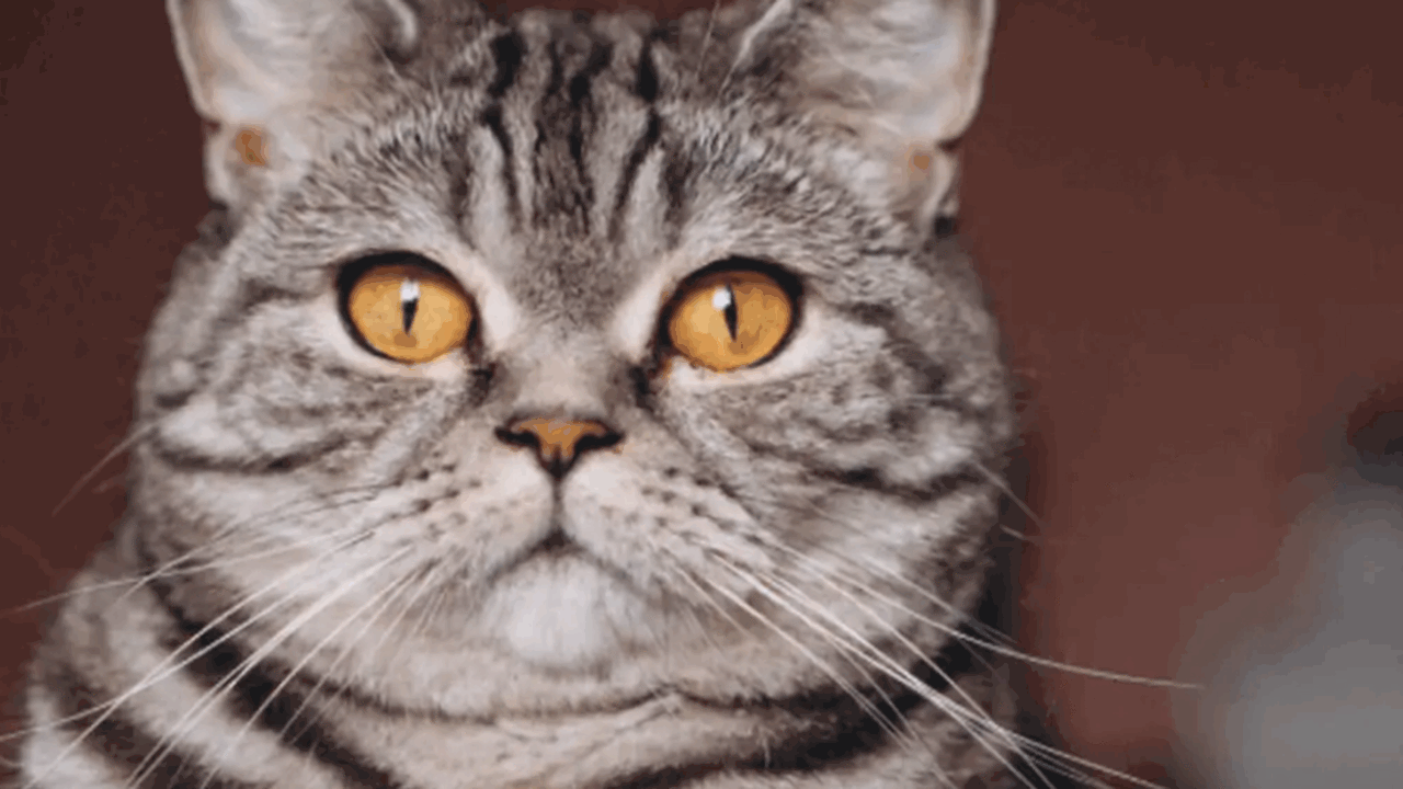 Владельцы домашних животных всё чаще прибегают ...