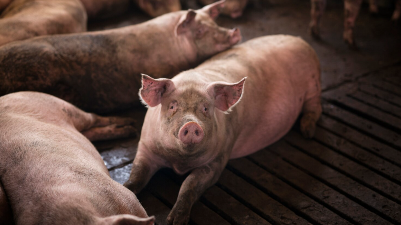 Учёные из США провели исследование, чтобы изучи...