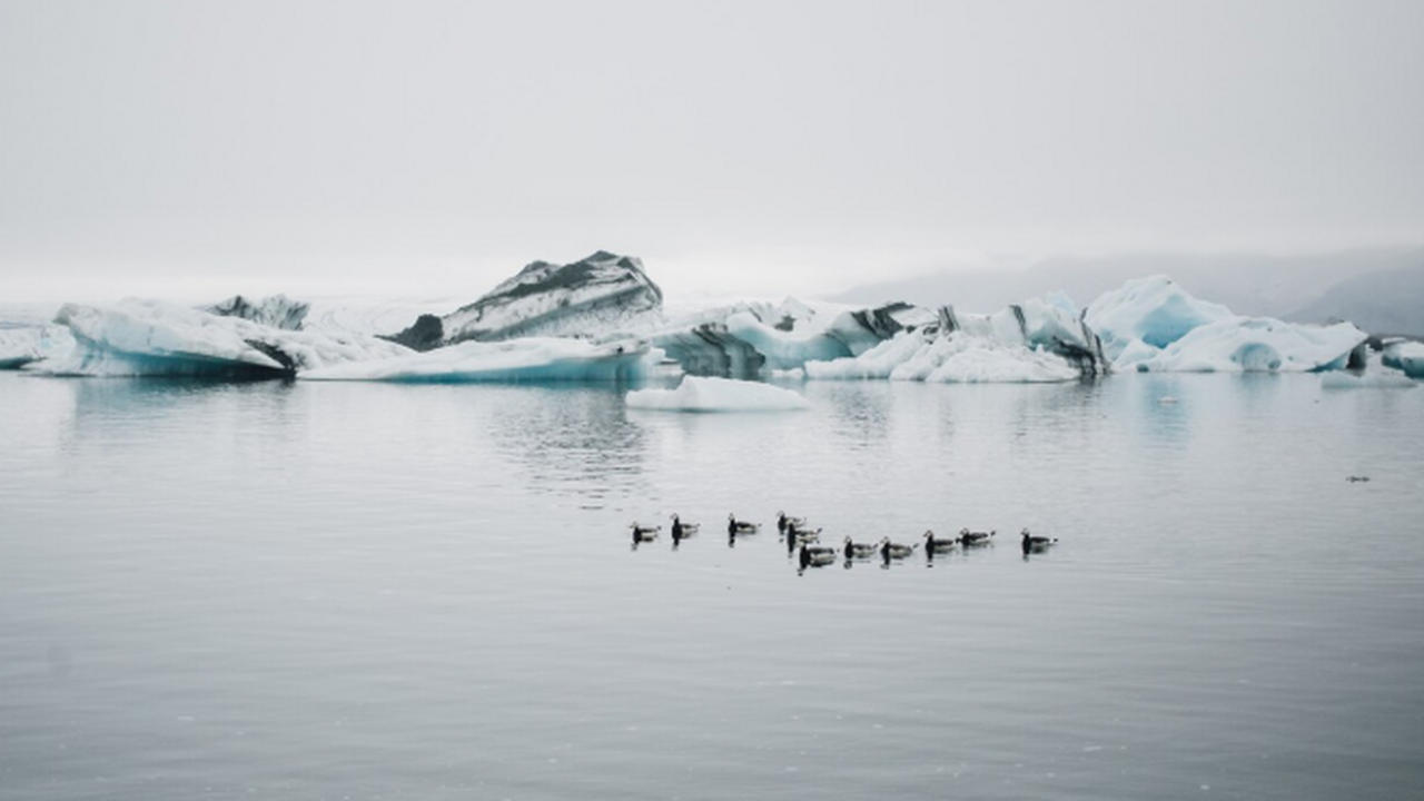 В Архангельске стартовала «Кинопанорама» с фильмами об Арктике В Архангельске стартовал культурно-образователь...