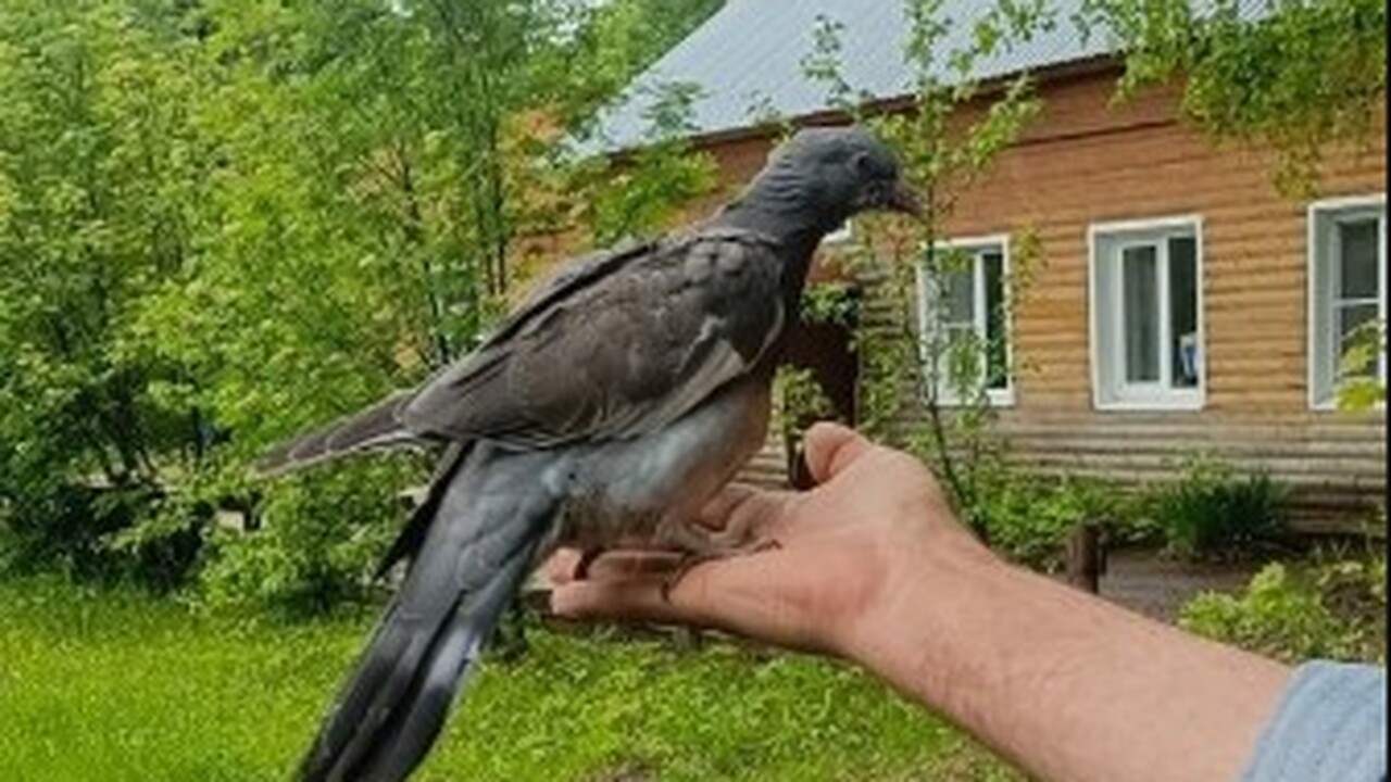 В нацпарке «Самарская Лука» спасли птенца вяхиря: выходили и отпустили В природном заповеднике «Самарская Лука» зареги...