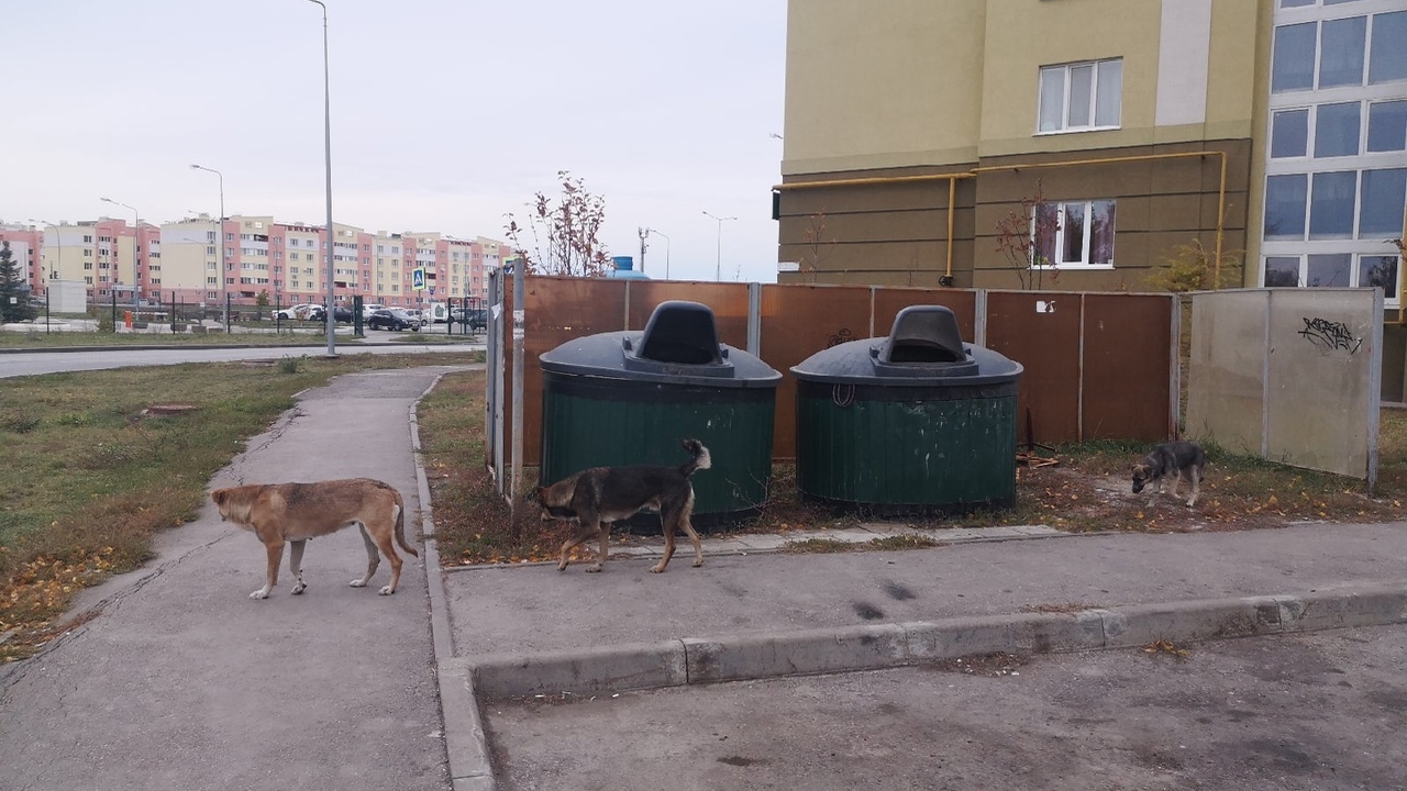 Жители Самарской области стали реже жаловаться на проблемы вывоза мусора В Самарской области улучшилась ситуация с управ...