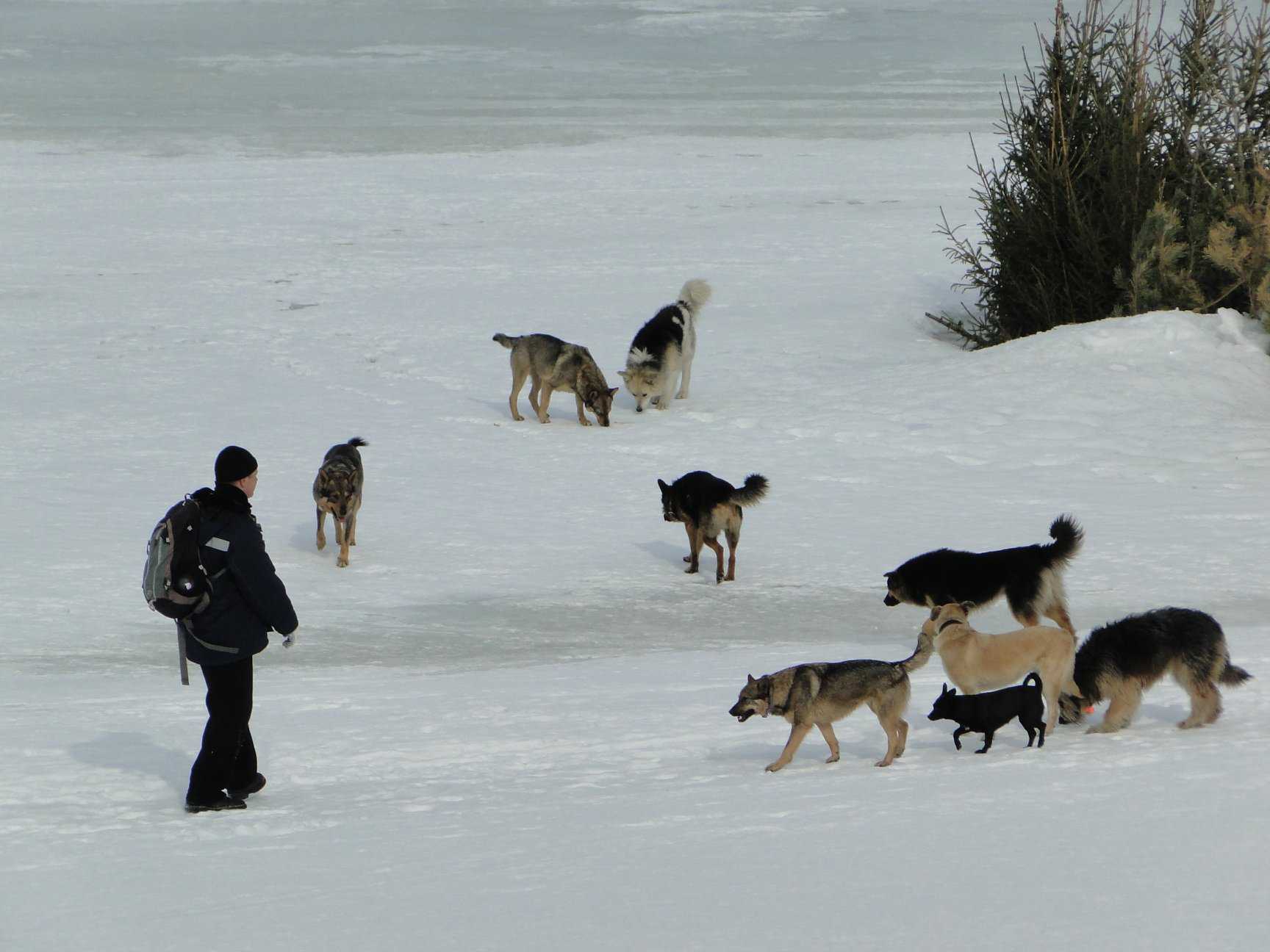 У алексея 5 собак январь февраль март. Повелитель собак Самара. Шумилин собаки.