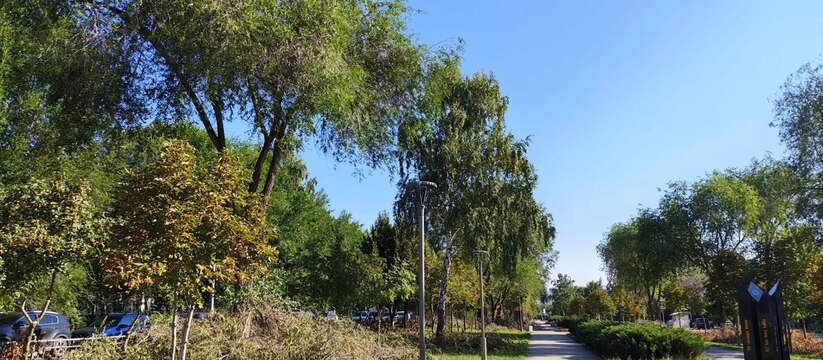 В Новокуйбышевске продолжаются работы по санитарной обрезке деревьев В городе продолжается санитарная обрезка деревь...