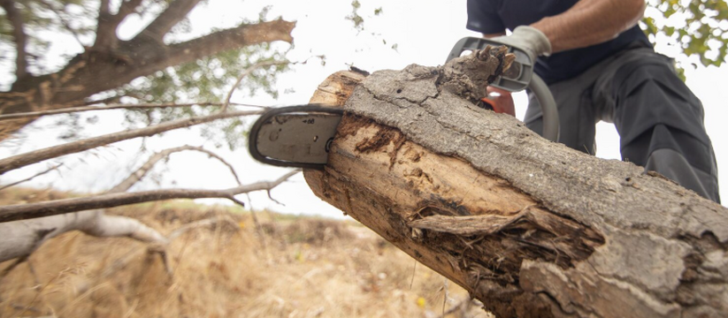 Во дворах Новокуйбышевска начнут кронирование деревьев по заявкам жителей В связи с ухудшением экологической обстановки в...