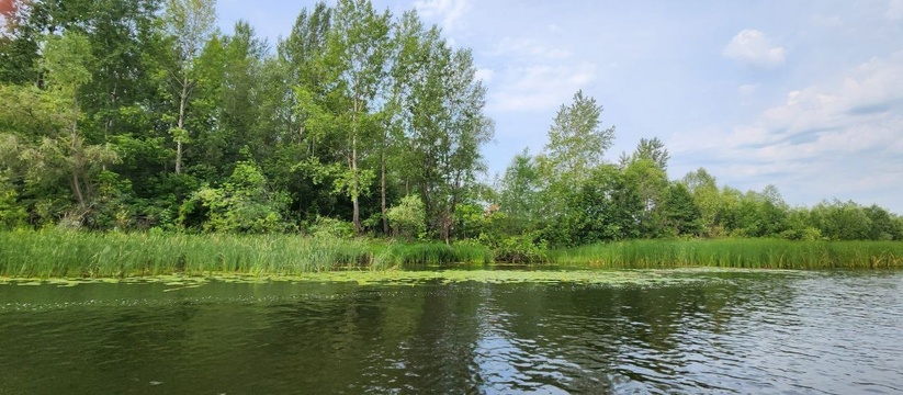 В реке Свинуха, расположенной вблизи Новокуйбыш...