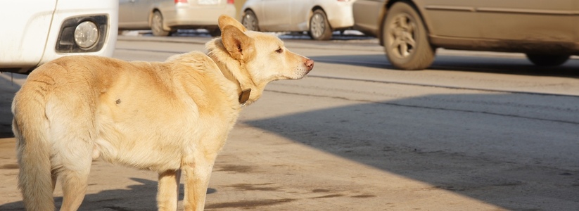В Самаре на улице Запорожской собаки вновь напали на машину в июле 2022 года