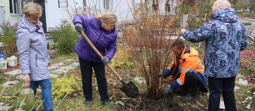 Во дворах Новокуйбышевска начали высаживать цветы по результатам конкурса Четырнадцать дворов, ставших победителями город...