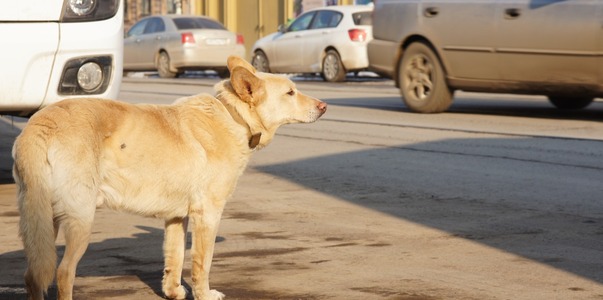 Прокуратура: стая бродячих собак набросилась на...