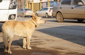 Прокуратура: стая бродячих собак набросилась на...